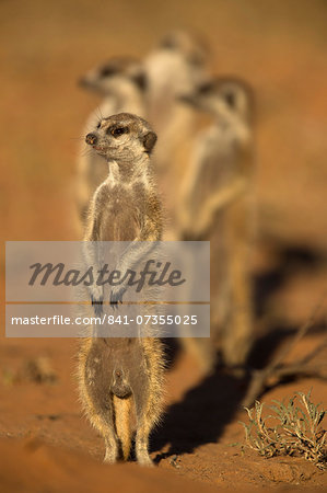 Meerkat (Suricata suricatta), Kgalagadi Transfrontier Park, Northern Cape, South Africa, Africa