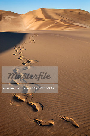 Footprints on sand dunes near Swakopmund, Dorob National Park, Namibia, Africa