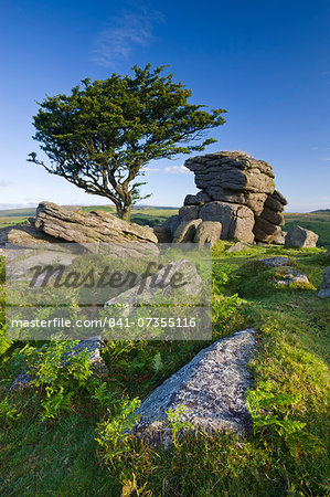 Summer morning on a rocky outcrop near Saddle Tor in Dartmoor National Park, Devon, England, United Kingdom, Europe