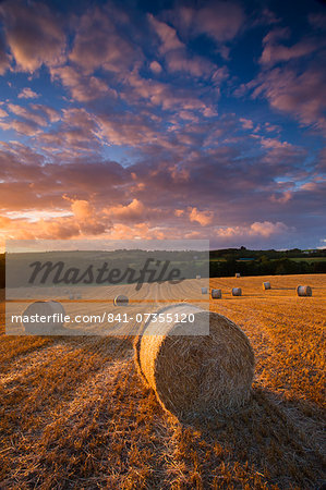 Circular hay bales in field, Morchard Bishop, Mid Devon, England, United Kingdom, Europe