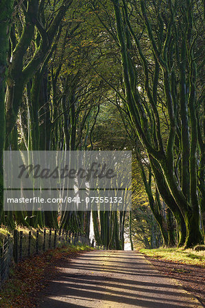 Tree lined country lane in autumn on Dartmoor, Devon, England, United Kingdom, Europe