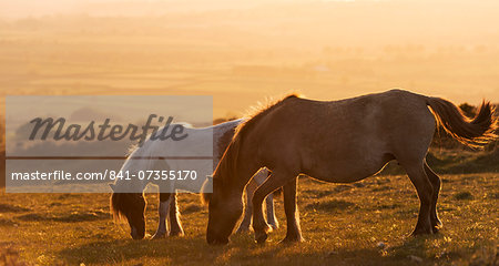 Dartmoor ponies grazing on moorland in summer, Dartmoor National Park, Devon, England, United Kingdom, Europe