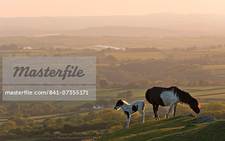 Dartmoor pony and foal grazing on moorland in summer, backed by rolling Devon countryside, Dartmoor, Devon, England, United Kingdom, Europe