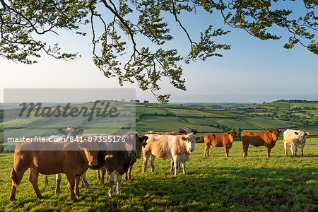 Cattle grazing in rolling countryside, Stockleigh Pomeroy, Devon, England, United Kingdom, Europe