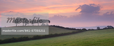Iconic Exmoor beech trees at dawn in summer near Luccombe, Exmoor, Somerset, England, United Kingdom, Europe
