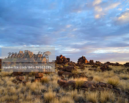 Quiver trees and boulders in the Giant's Playground at dawn, Namibia, Africa