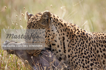 Leopard (Panthera pardus) carrying a warthog, Serengeti National Park, Tanzania, East Africa, Africa