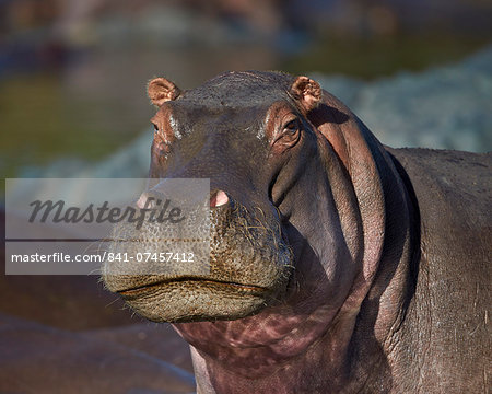 Hippopotamus (Hippopotamus amphibius), Serengeti National Park, Tanzania, East Africa, Africa Hippopotamus (Hippopotamus amphibius), Serengeti National Park, Tanzania, East Africa, Africa