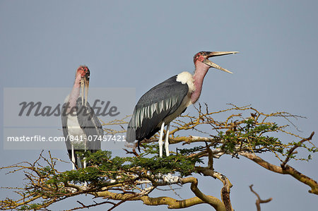 Marabou stork (Leptoptilos crumeniferus), Serengeti National Park, Tanzania, East Africa, Africa