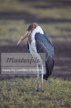 Marabou stork (Leptoptilos crumeniferus), Serengeti National Park, Tanzania, East Africa, Africa