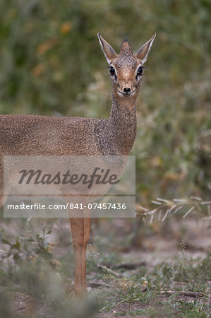 Female Kirk's dik dik (Kirk's dik-dik) (Madoqua kirkii), Serengeti National Park, Tanzania, East Africa, Africa