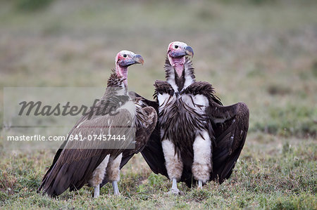 Lappet-faced vulture (Torgos tracheliotus) pair, Serengeti National Park, Tanzania, East Africa, Africa