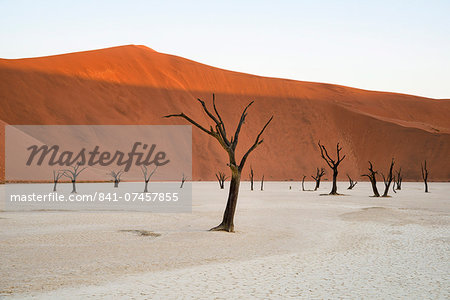 Camelthorn trees (Acacia erioloba) in the clay pans of Deadvlei with Big Daddy dune towering above, Namib Naukluft, Namibia, Africa