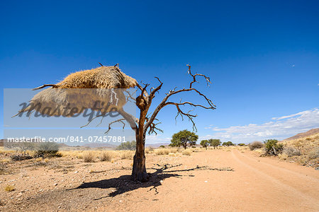 namib desert animals