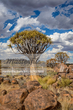 Quiver tree (kokerboom) (Aloe dichotoma) at the Quiver Tree Forest, Keetmanshoop, Namibia, Africa