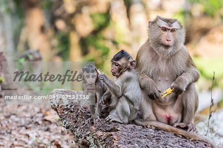 Long-tailed macaque (Macaca fascicularis) troop in Angkor Thom, Siem Reap, Cambodia, Indochina, Southeast Asia, Asia