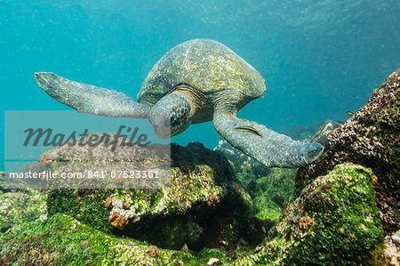 Adult green sea turtle (Chelonia mydas) underwater near Rabida Island, Galapagos Islands, Ecuador, South America