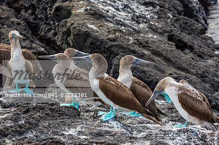 Blue-footed boobies (Sula nebouxii) at Puerto Egas, Santiago Island, Galapagos Islands, Ecuador, South America