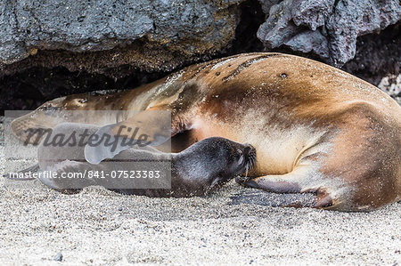 Galapagos sea lion (Zalophus wollebaeki) pup nursing in Urbina Bay, Isabela Island, Galapagos Islands, Ecuador, South America