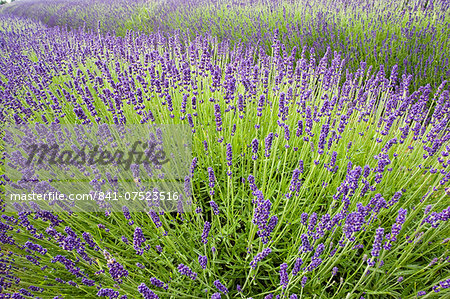 Snowshill Imperial Gem lavender field, Worcestershire, United Kingdom The Cotswolds