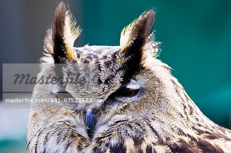 European Eagle Owl,Charlton Park, Wiltshire, England, United Kingdom