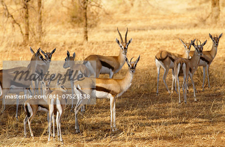 Thomsons Gazelles, Grumeti, Tanzania