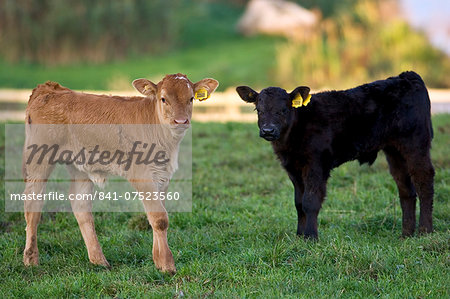 Free-range male calves at Sheepdrove Organic Farm, Lambourn, England