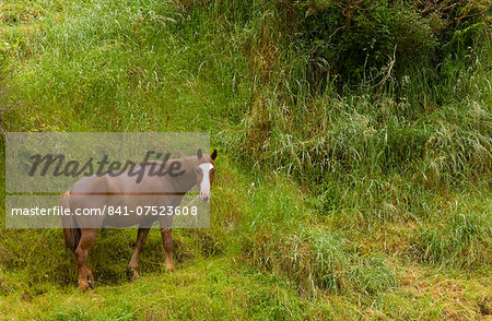 Chestnut horse in landscape, North Island, New Zealand