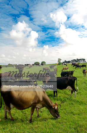 Cows on a farm  near Waiuku on North Island  in New Zealand
