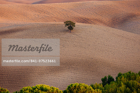 Lone tree in a Tuscan landscape near San Quirico D'Orcia  in Val D'Orcia, Tuscany, Italy