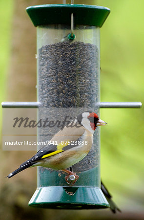Goldfinch on a birdfeeder loaded with thistle / niger seeds, Cotswolds, England