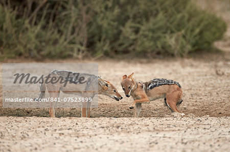 Two black-backed jackal (silver-backed jackal) (Canis mesomelas), Kgalagadi Transfrontier Park, encompassing the former Kalahari Gemsbok National Park, South Africa, Africa