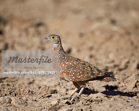 Male Burchell's sandgrouse (Pterocles burchelli), Kgalagadi Transfrontier Park, encompassing the former Kalahari Gemsbok National Park, South Africa, Africa