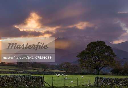 Shafts of light at sunset over the hills near Castlerigg, with sheep grazing in the nearby fields, Lake District National Park, Cumbria, England, United Kingdom, Europe