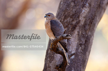 Shikra Hawk bird of prey, Accipiter Badius, in Ranthambhore National Park, Rajasthan, Northern India