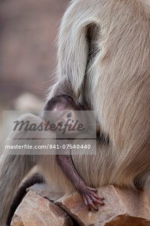 Indian Langur monkeys, Presbytis entellus, female and baby in Ranthambore National Park, Rajasthan, India