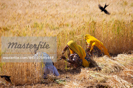 Barley crop being harvested by local agricultural workers in fields at Nimaj, Rajasthan, Northern India