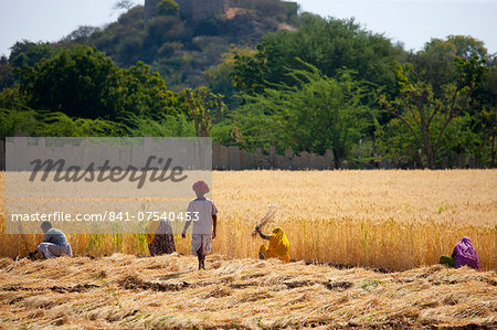 Barley crop being harvested by local agricultural workers watched by farmer in fields at Nimaj, Rajasthan, Northern India