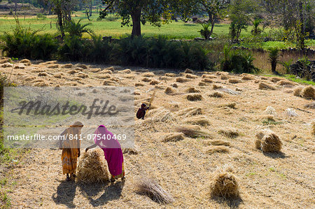 Female agricultural workers at Jaswant Garh in Rajasthan, Western India