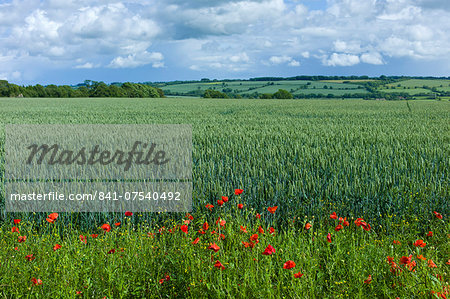 Set-aside margin of wildflowers for wildlife habitat by wheat field in The Cotswolds, Oxfordshire, UK