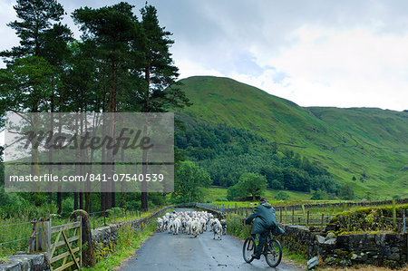 Herdwick sheep with shepherd by Westhead Farm by Thirlmere in the Lake District National Park, Cumbria, UK