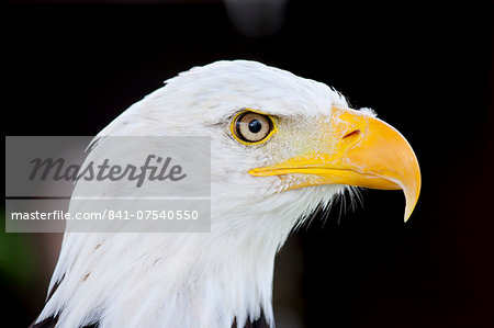 Bald eagle,  Haliaeetus leucocephalus, UK