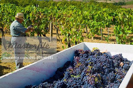 Man picking Sangiovese Chianti Classico grapes at Pontignano in Chianti region of Tuscany, Italy Man picking Sangiovese Chianti Classico grapes at Pontignano in Chianti region of Tuscany, Italy