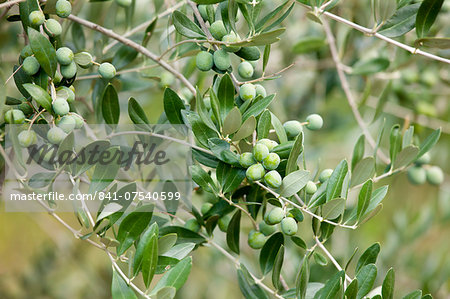 Olive branch on tree in Val D'Orcia, Tuscany, Italy Olive branch on tree in Val D'Orcia, Tuscany, Italy