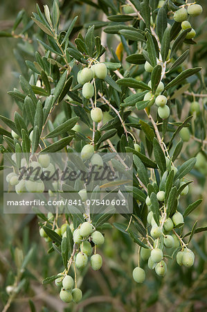 Olive branch on tree in Val D'Orcia, Tuscany, Italy
