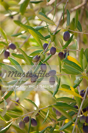 Black olives in grove of traditional olive trees, Val D'Orcia, Tuscany, Italy Black olives in grove of traditional olive trees, Val D'Orcia, Tuscany, Italy