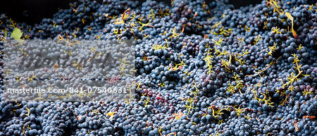Ripened Brunello grapes, Sangiovese, being harvested at the wine estate of La Fornace at Montalcino in Val D'Orcia, Tuscany, Italy Ripened Brunello grapes, Sangiovese, being harvested at the wine estate of La Fornace at Montalcino in Val D'Orcia, Tuscany, Italy