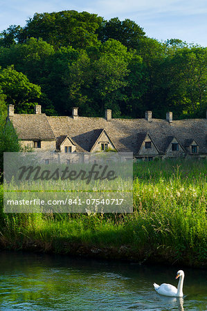 Swan on River Coln by Arlington Row cottages traditional almshouses in Bibury, Gloucestershire in The Cotswolds, UK Swan on River Coln by Arlington Row cottages traditional almshouses in Bibury, Gloucestershire in The Cotswolds, UK