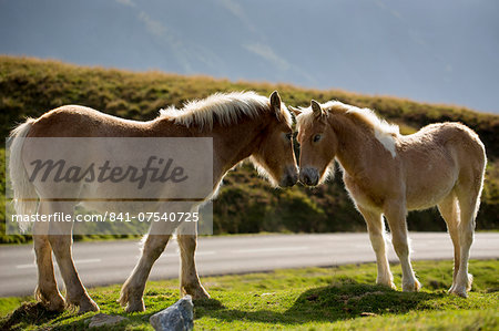 Mare and foal horses in Vallee d'Ossau near Laruns in Parc National des Pyrenees Occident, France