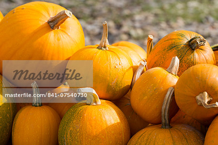 Pumpkin squash for sale at roadside stall in Pays de La Loire, France